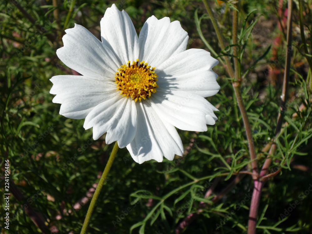 Fototapeta premium Chamomile