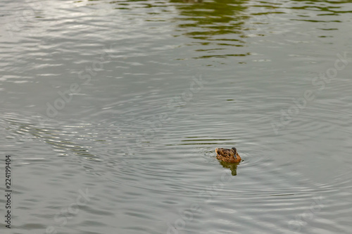 duck in the city pond