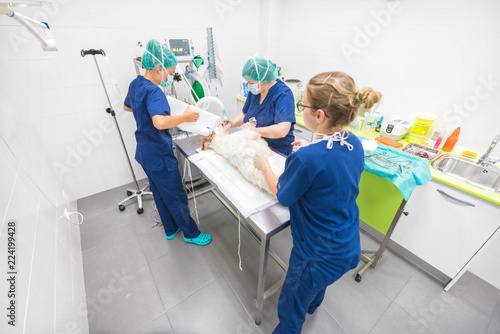 Wide angle view of veterinary team in operating room photo