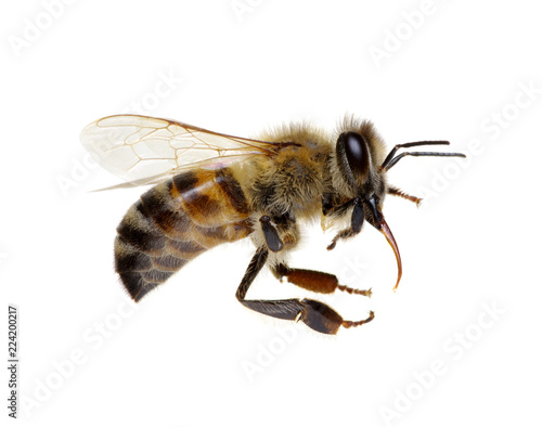 Bee isolated on white © Alekss