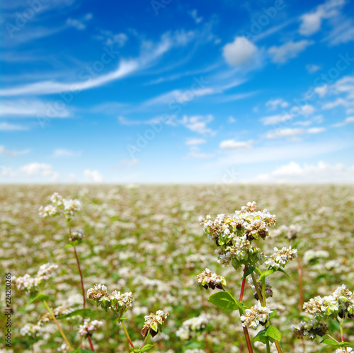 buckwheat field on sky