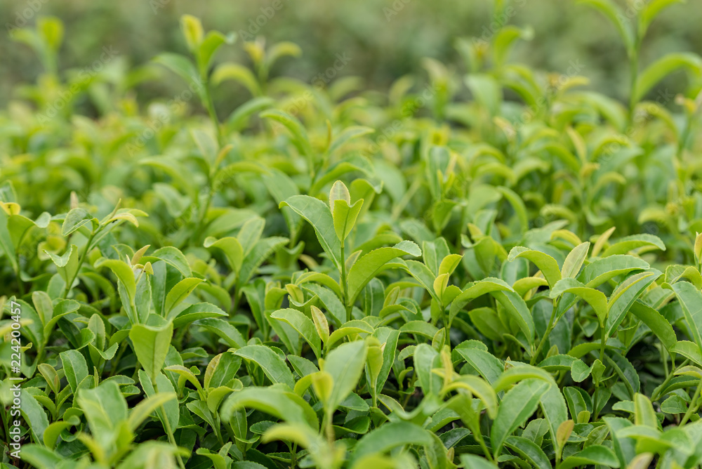 お茶の木の葉 お茶の木の葉