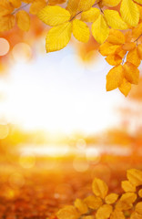  Autumn leaves on the sun and blurred trees