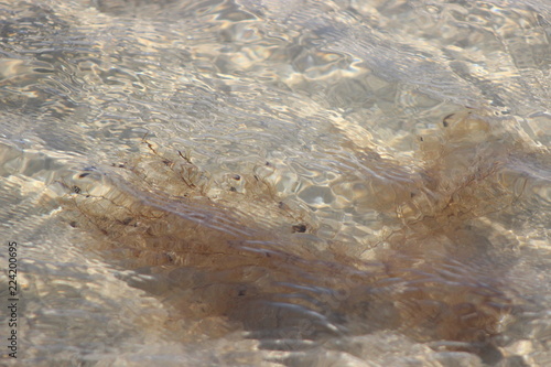 brown seaweed underwater