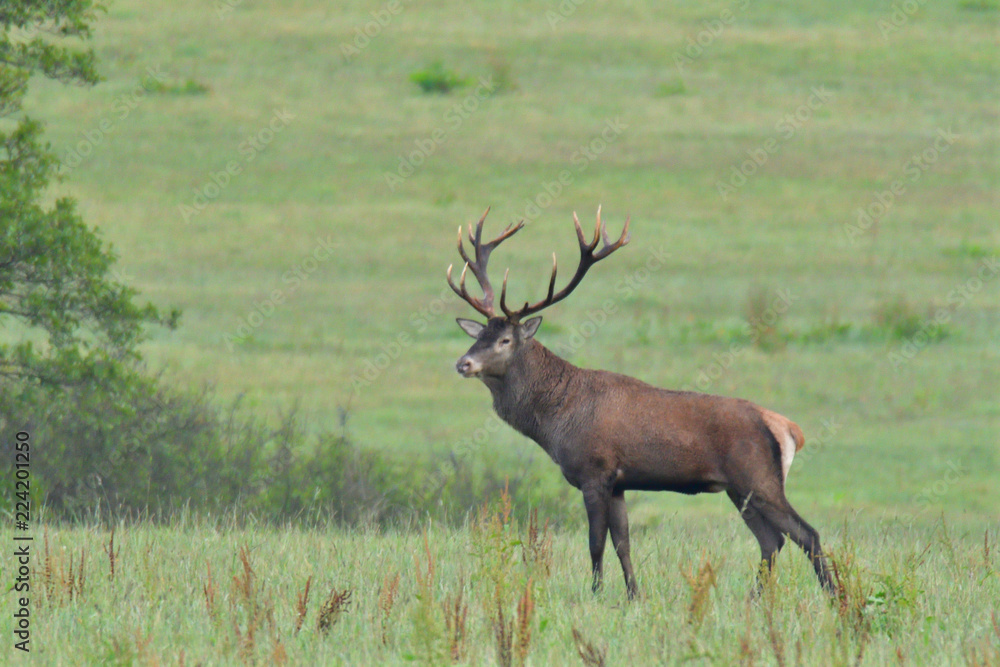 deer hart in mating season on meadow deer hart in mating season on meadow
