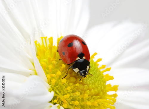 Ladybug on a flower