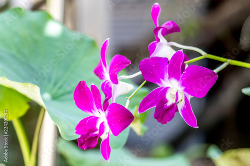  Image is blurry on background.Purple Orchid  flowers is Beautiful of nature background. Can be used as a background..