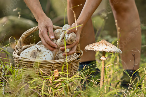 wicker basket full of mushrooms in the forest on the grass