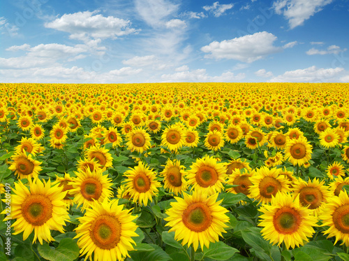 Fototapeta Naklejka Na Ścianę i Meble -  sunflowers field on sky
