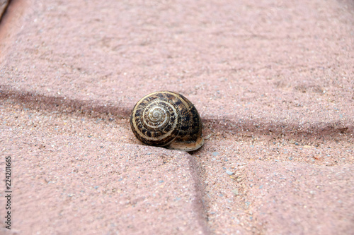 green garden snail shell, helix aperta shell on a terracotta floor in sardenia photo