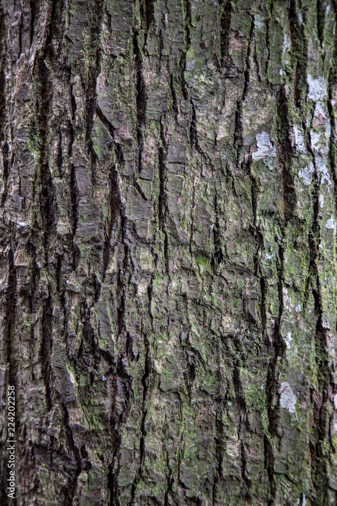 Obraz premium bark of a tree