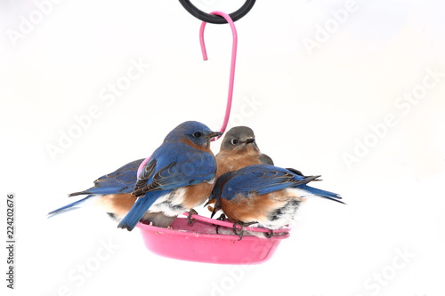 A flock of Eastern Bluebirds eats mealworms from the feeder on a cold and snow winter day.