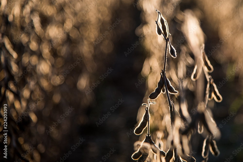 Soybeans at Golden Hour
