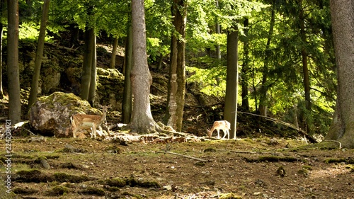 rehfamilie mitten im wald photo