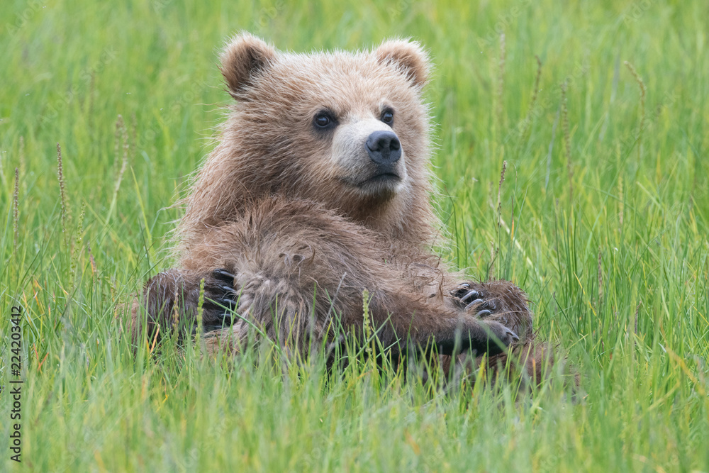 Obraz premium Coastal brown bear cub (Ursus arctos) lying in grassy meadow looking towards camera in Lake Clark Nationla Park, Alaska