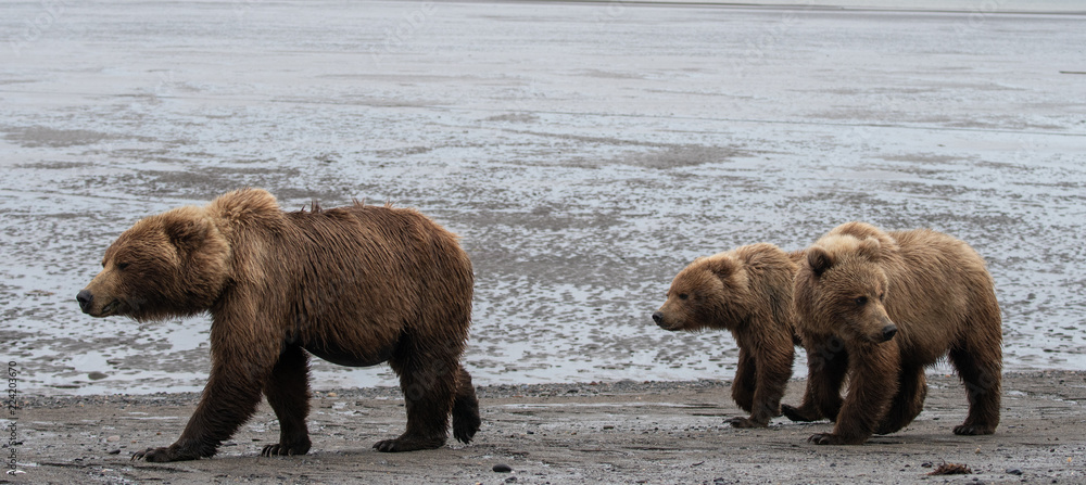 Brown bear family (Ursus arctos) walking along beach in Lake Clark National Park, Alaska Brown bear family (Ursus arctos) walking along beach in Lake Clark National Park, Alaska