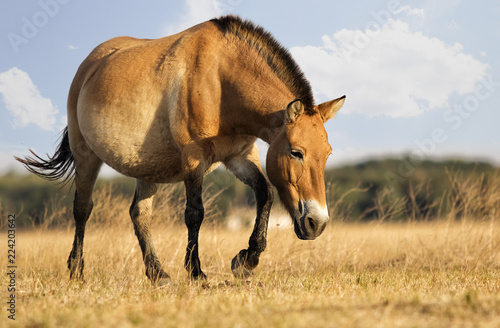 Equus przewalskii, wild Horse photo