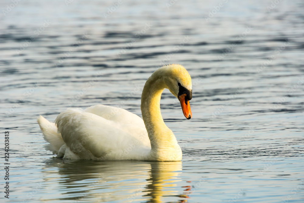 Side view of beautiful swan on silent water Side view of beautiful swan on silent water
