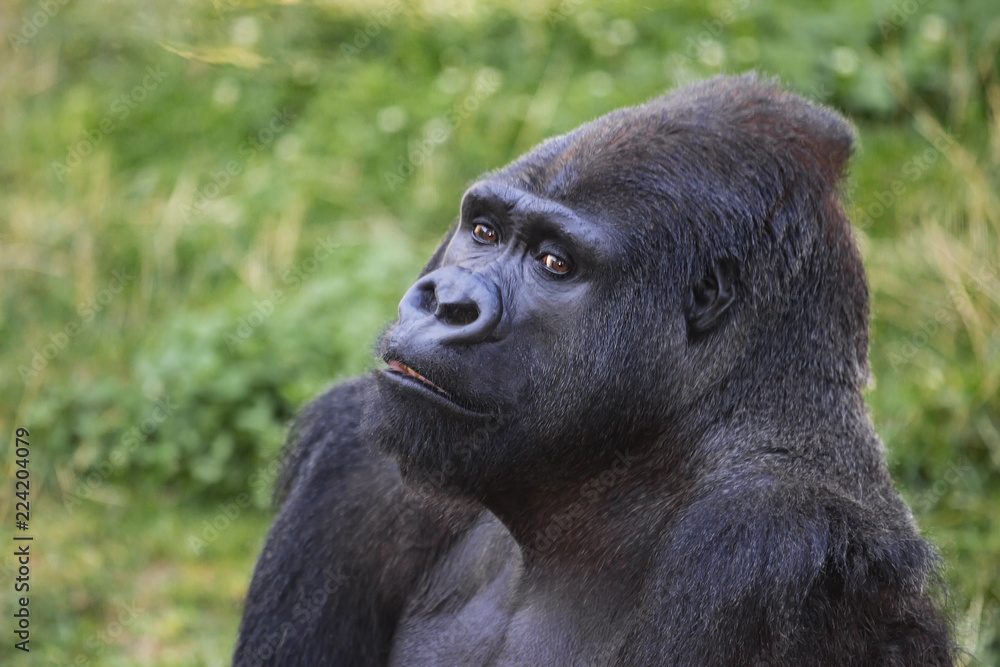 Obraz premium Silverback Male Gorilla Portrait