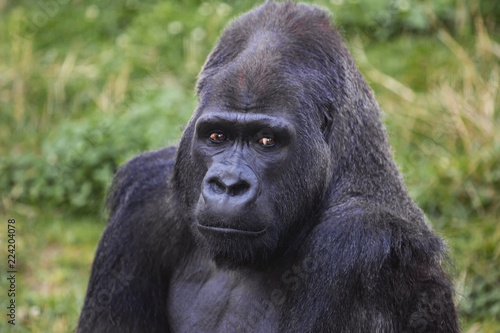 Silverback Male Gorilla Portrait © SawBear Photography