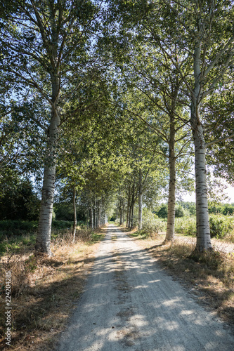 Sandpath lane with white abele - portrait orientation