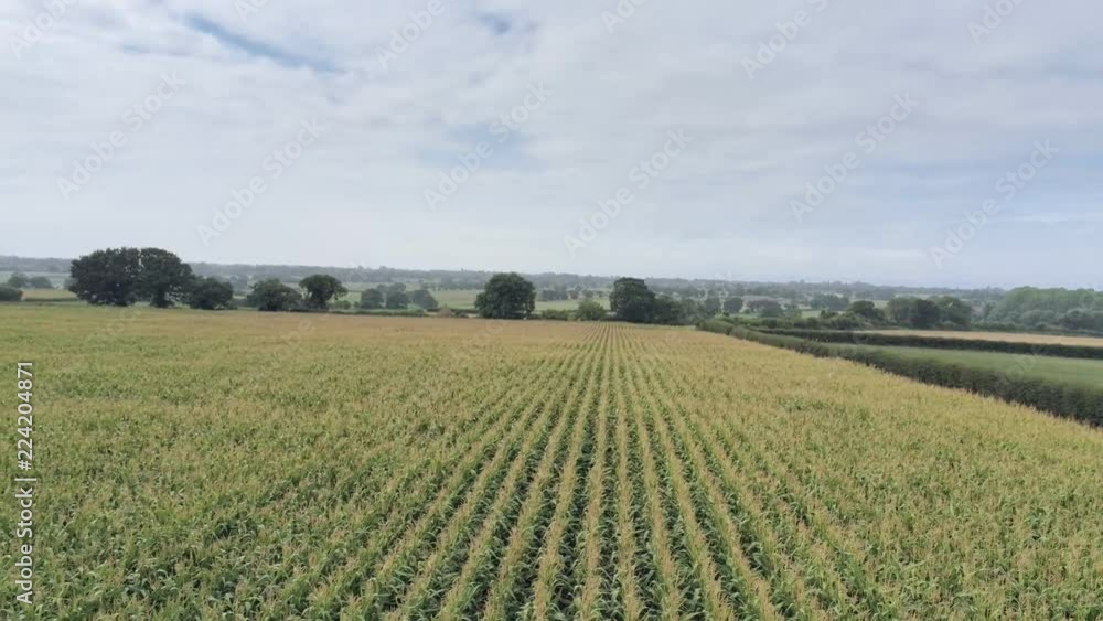 Aerial view, slow backwards, sideways move. Fly low above green corn field. Cloudy sky and haze hills in background Aerial view, slow backwards, sideways move. Fly low above green corn field. Cloudy sky and haze hills in background