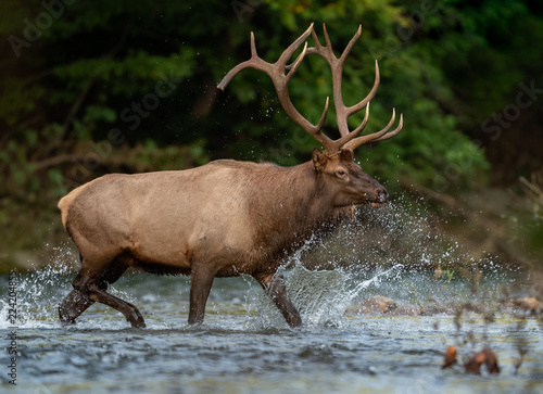 Bull Elk walking across the water