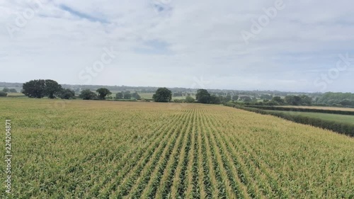 Aerial view, slow backwards, sideways move. Fly low above green corn field. Cloudy sky and haze hills in background