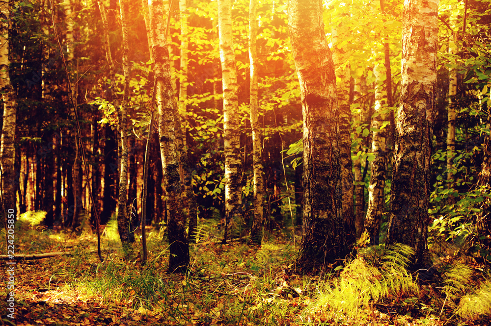 autumn sunny forest view in the morning autumn sunny forest view in the morning