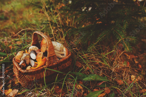 picking wild mushrooms in autumn forest. basket full of mushrooms  lifestyle shot.