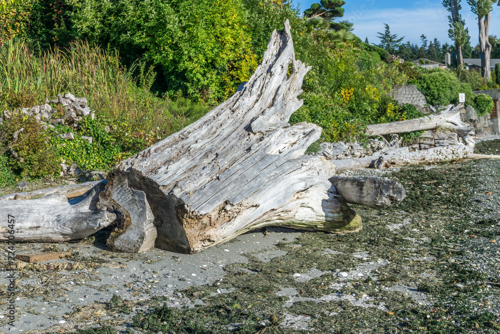 Tree Stump Driftwood Tree Stump Driftwood
