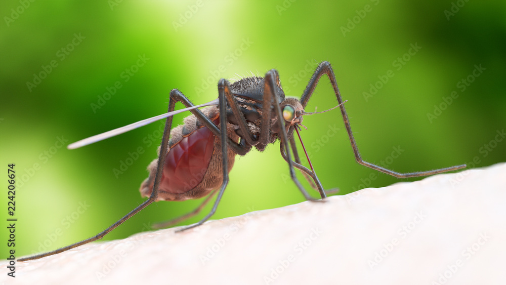 Fototapeta premium 3d rendered illustration of a mosquito biting