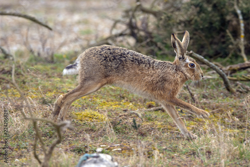 Running hare