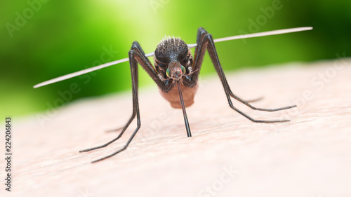 3d rendered illustration of a mosquito biting photo