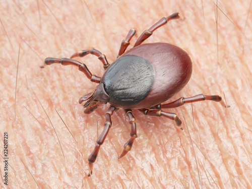 3d rendered illustration of a tick crawling on human skin
