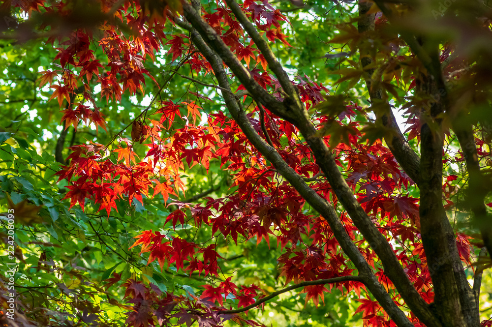 Rote Ahornblätter im grünen Wald Rote Ahornblätter im grünen Wald