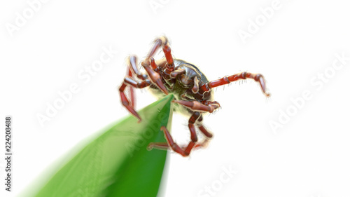 3d rendered illustration of a tick waiting for prey