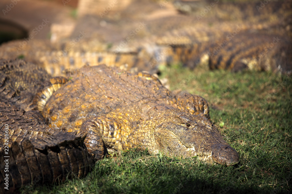 Obraz premium The Nile crocodile (Crocodylus niloticus), portrait of a great Nile crocodile in grass with others in the background.