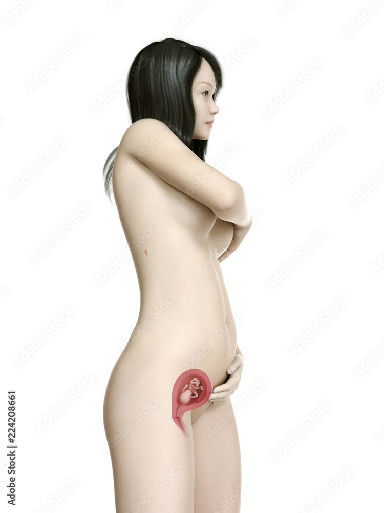 Fototapeta premium 3d rendered medically accurate illustration of a pregnant asian woman - week 16