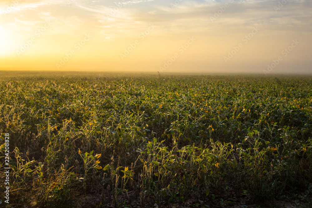 Soybean Field At Foggy Sunrise. Agriculture field with soybeans and wildflowers in the foreground. 