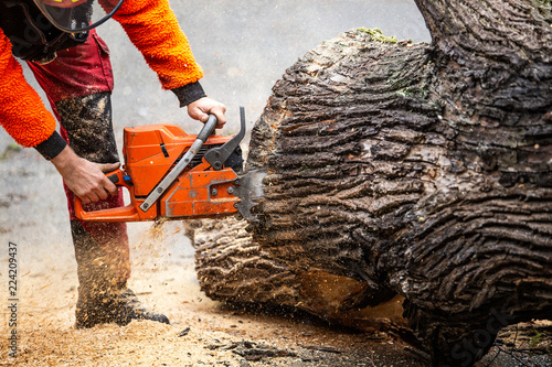 Kettensäge Forst Baum fällen