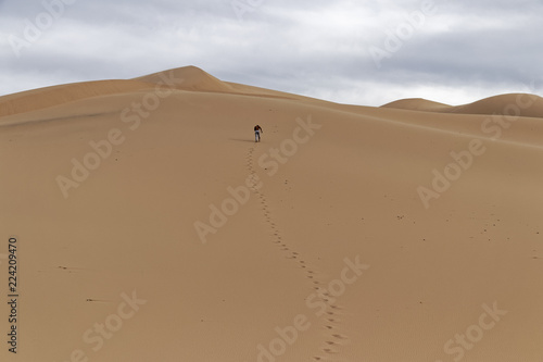 Mongolia, Gobi Desert – lonely wanderer.