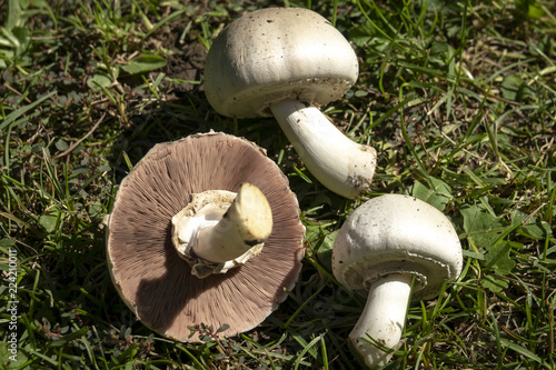 Very beautiful poisonous mushrooms Agaricus Xanthodermus lie on the green grass Nature concept for design