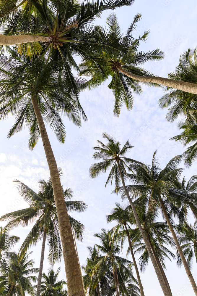 Background of tall palm trees and bright sky