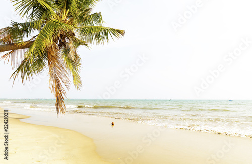 Fototapeta Naklejka Na Ścianę i Meble -  Palm treest at sandy seaside in Vietnam