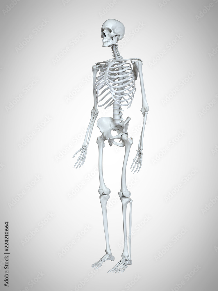 3d rendered medically accurate illustration of a human skeleton 3d rendered medically accurate illustration of a human skeleton