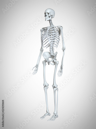 3d rendered medically accurate illustration of a human skeleton © Sebastian Kaulitzki
