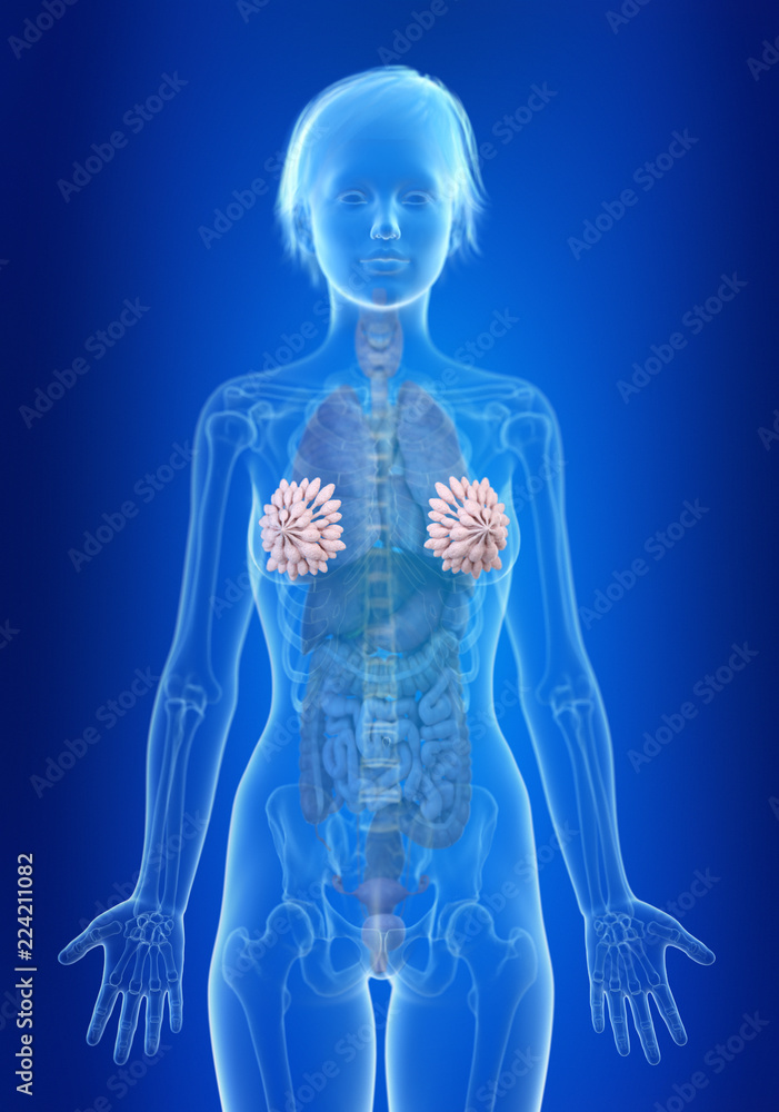 3d rendered medically accurate illustration of a womans mammary glands 3d rendered medically accurate illustration of a womans mammary glands