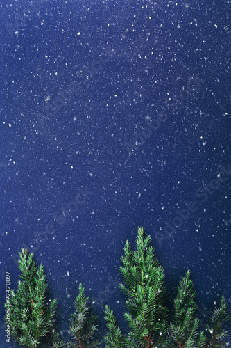 Evergreen branches on dark blue background with snow. Night wood concept.