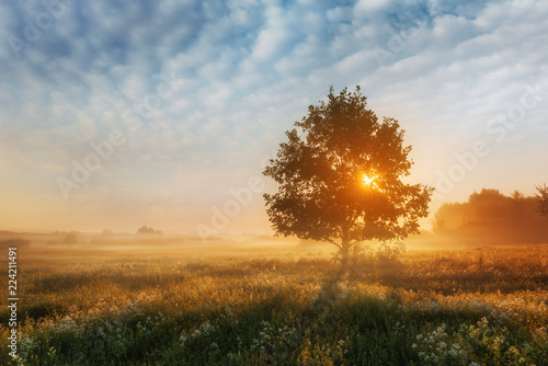 Summer sunrise with alone tree over foggy meadow.